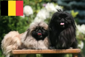 Read more about the article Criadores de pequinês e cachorros na Bélgica