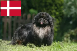Read more about the article Criadores de pequinês e cachorros na Dinamarca