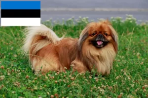 Read more about the article Criadores de pequinês e cachorros na Estónia