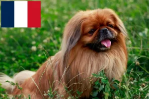 Read more about the article Criadores de pequinês e cachorros em França