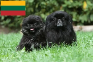 Read more about the article Criadores de pequinês e cachorros na Lituânia