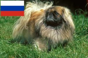 Read more about the article Criadores de pequinês e cachorros na Rússia