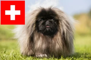 Read more about the article Criadores de pequinês e cachorros na Suíça