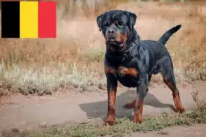 Read more about the article Criadores de Rottweiler e cachorros na Bélgica