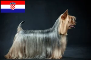 Read more about the article Criadores de Silky Terrier Australiano e cachorros na Croácia