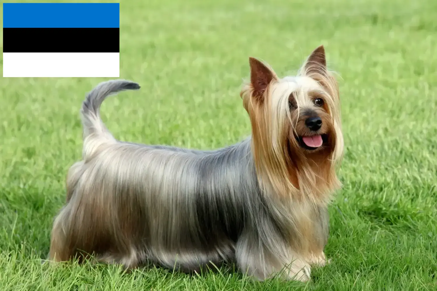 Australian Silky Terrier cachorros e criadores Estónia Encontrar criadores de Silky Terrier australiano na Estónia.