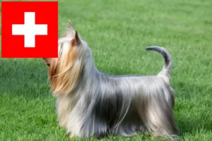 Read more about the article Criadores de Silky Terrier Australiano e cachorros na Suíça