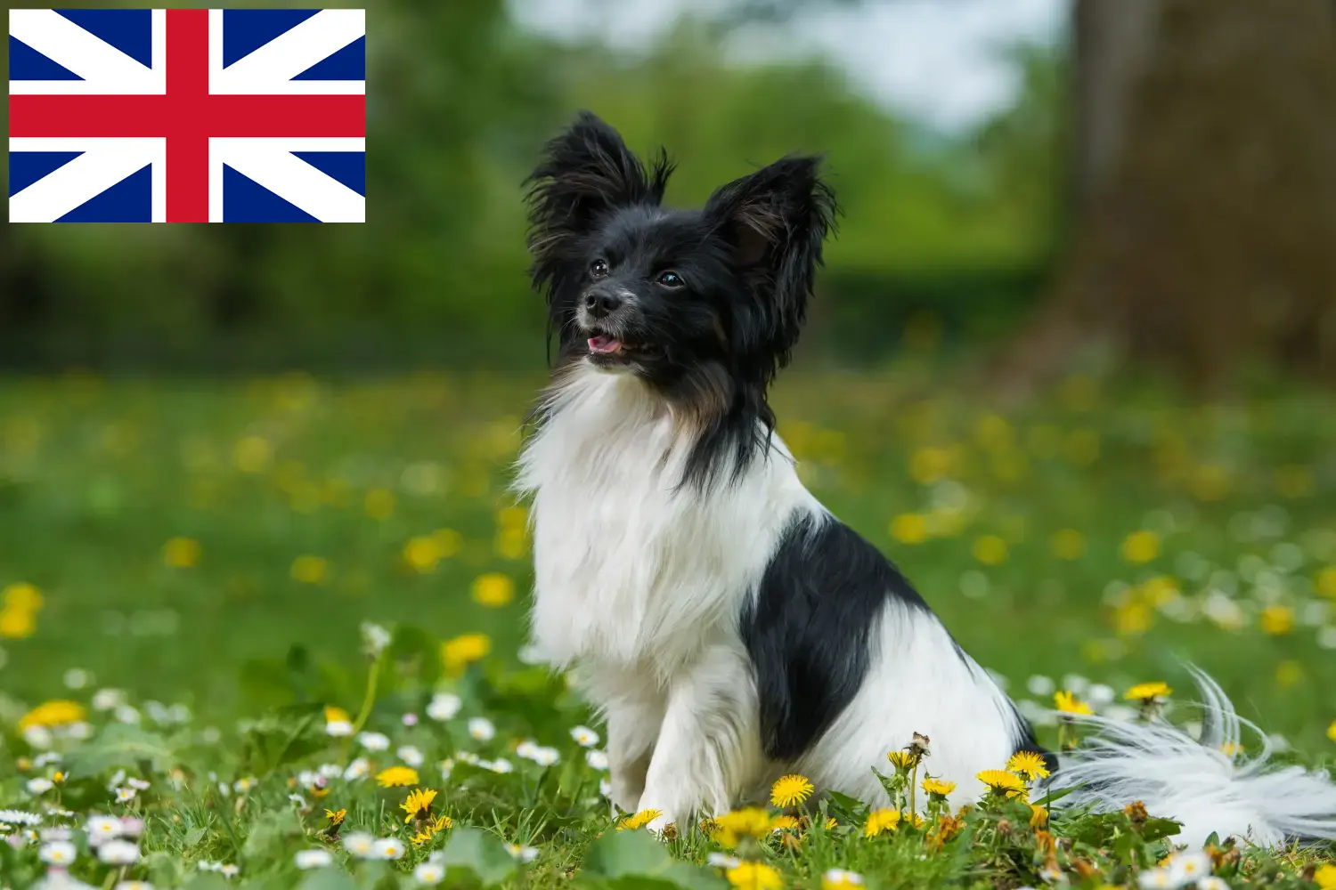 Spaniel miniatura continental cachorros e criadores Grã-Bretanha Encontre aqui criadores de Spaniels Anões Continentais no Reino Unido.
