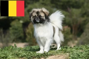 Read more about the article Criadores de Tibetan Spaniel e cachorros na Bélgica