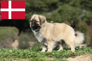 Read more about the article Criadores de Tibetan Spaniel e cachorros na Dinamarca