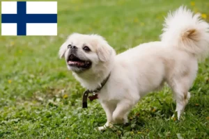 Read more about the article Criadores de Tibetan Spaniel e cachorros na Finlândia