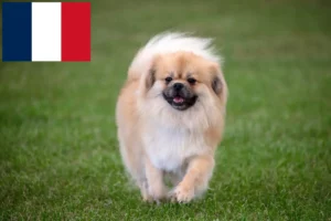 Read more about the article Criadores de Spaniel tibetano e cachorros em França