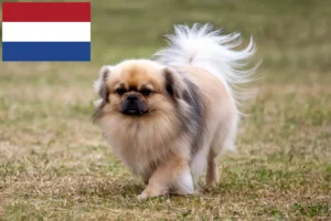 Read more about the article Criadores de Tibetan Spaniel e cachorros nos Países Baixos