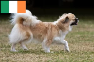Read more about the article Criadores de Tibetan Spaniel e cachorros na Irlanda