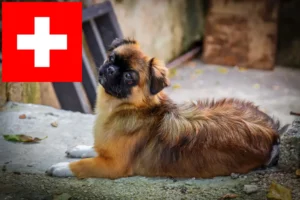 Read more about the article Criadores de Spaniel Tibetano e cachorros na Suíça