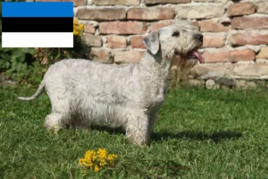 Read more about the article Criador de Terrier checo e cachorros na Estónia