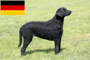 Read more about the article Criadores de Curly Coated Retriever e cachorros na Alemanha