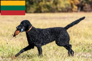 Read more about the article Criadores de Curly Coated Retriever e cachorros na Lituânia