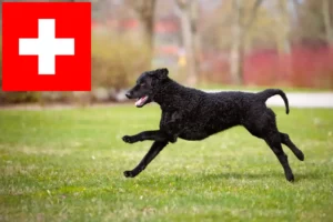 Read more about the article Criadores de Curly Coated Retriever e cachorros na Suíça