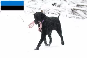 Read more about the article Criadores de Curly Coated Retriever e cachorros na Estónia