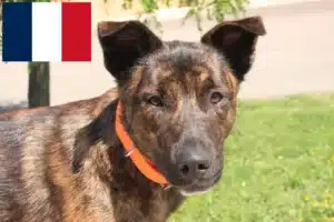 Read more about the article Criadores de Cursinu e cachorros em França