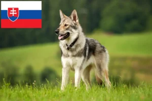 Read more about the article Criador de cães-lobo checoslovacos e cachorros na Eslováquia