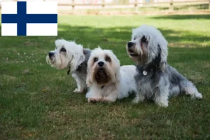 Read more about the article Criadores de Dandie Dinmont Terrier e cachorros na Finlândia