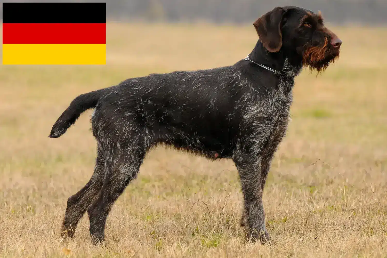 Read more about the article Deutsch Drahthaar criadores e cachorros na Alemanha