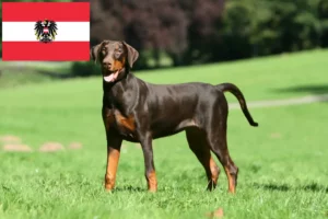 Read more about the article Criadores de Dobermann e cachorros na Áustria