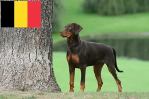 Read more about the article Criadores de Doberman e cachorros na Bélgica