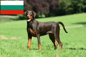 Read more about the article Criadores de Doberman e cachorros na Bulgária