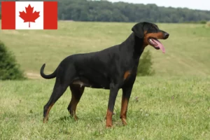 Read more about the article Criadores de Doberman e cachorros no Canadá