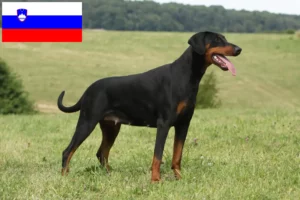 Read more about the article Criadores de Doberman e cachorros na Eslovénia
