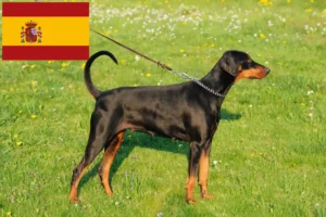 Read more about the article Criadores de Doberman e cachorros em Espanha