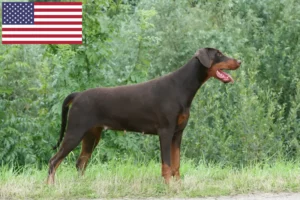 Read more about the article Criadores de Doberman e cachorros nos EUA
