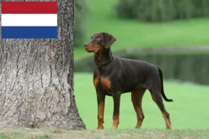 Read more about the article Criadores de Doberman e cachorros nos Países Baixos