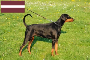 Read more about the article Criadores de Doberman e cachorros na Letónia