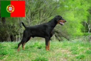 Read more about the article Criadores de Doberman e cachorros em Portugal