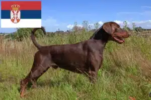 Read more about the article Criadores de Doberman e cachorros na Sérvia