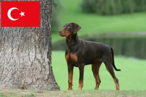 Read more about the article Criadores de Doberman e cachorros na Turquia