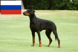 Read more about the article Criadores de Doberman e cachorros na Rússia