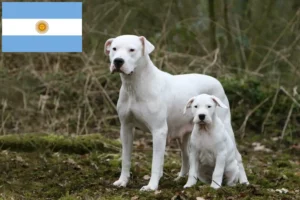 Read more about the article Criadores de Dogo Argentino e cachorros na Argentina