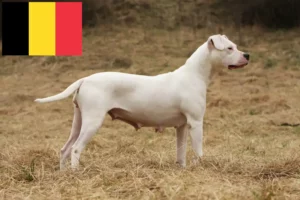 Read more about the article Criadores de Dogo Argentino e cachorros na Bélgica