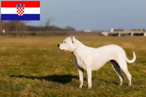 Read more about the article Criadores de Dogo Argentino e cachorros na Croácia