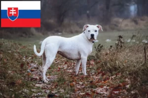 Read more about the article Criadores de Dogo Argentino e cachorros na Eslováquia