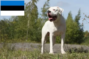 Read more about the article Criadores de Dogo Argentino e cachorros na Estónia
