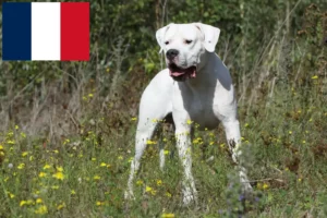 Read more about the article Criadores de Dogo Argentino e cachorros em França