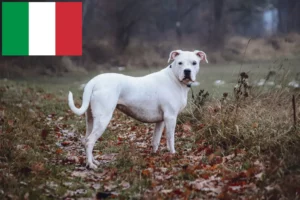 Read more about the article Criadores de Dogo Argentino e cachorros em Itália