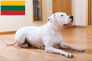 Read more about the article Criadores de Dogo Argentino e cachorros na Lituânia