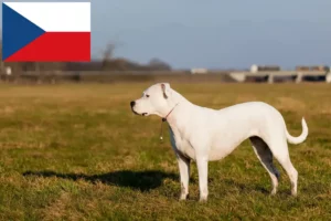 Read more about the article Criadores de Dogo Argentino e cachorros na República Checa
